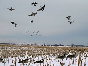 geese_landing