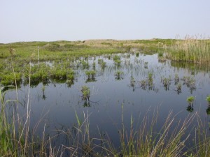 Coastal Wetlands - FWS Image Library