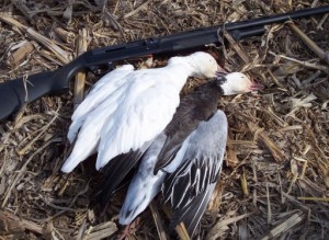 Snow goose hunting resumes in Upstate NY.