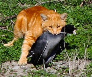 Cat with American Coot by Debi Shearwater.