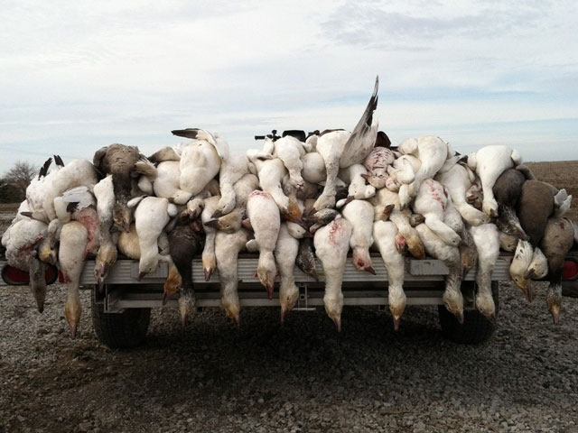 Mn Waterfowl Hunting Forums