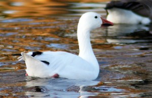 snow_goose