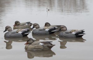 Add Confidence to a Spread with the New Gadwall Floaters from Final Approach.