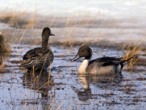 Pintail Pair, photo by Mickelson, Peter - USFWS