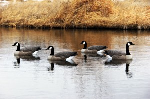 New!  Rouge Series Floaters from DOA DECOYS