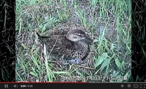 Delta Duckcam - Live Nesting Camera