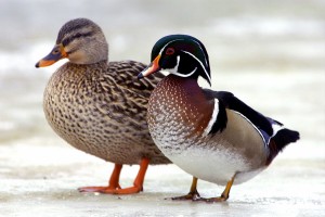 winter_ducks
