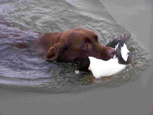 duck_retrieve