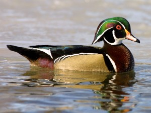 wood_duck_full_plumage