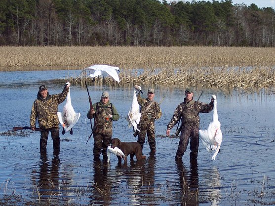 swan hunting